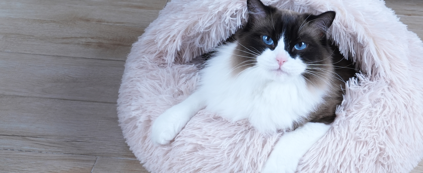cat bed