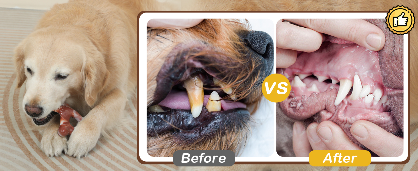 Clean dog teeth