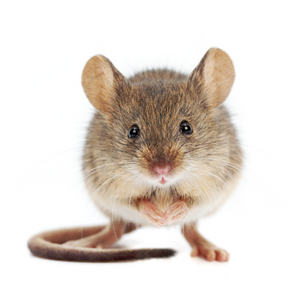 Mouse-Humane Solution to protect your vehicle from chewed wires and rodent nests