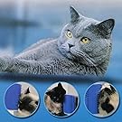 ApplicatioApplication of self groomern of self groomer