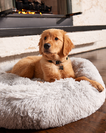 Donut Dog Bed
