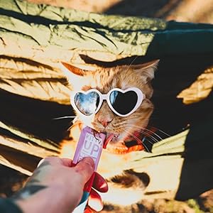 orange cat with sunglasses eating Kitty UP