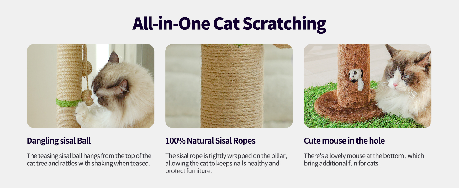All-in-One Cat Scratching