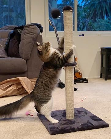 cat scratcher