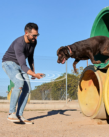 Dog Training