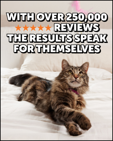 cat calming supplement