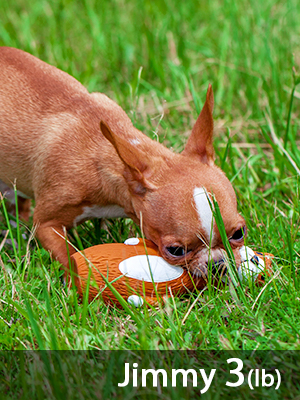 Fetch Dog Toy