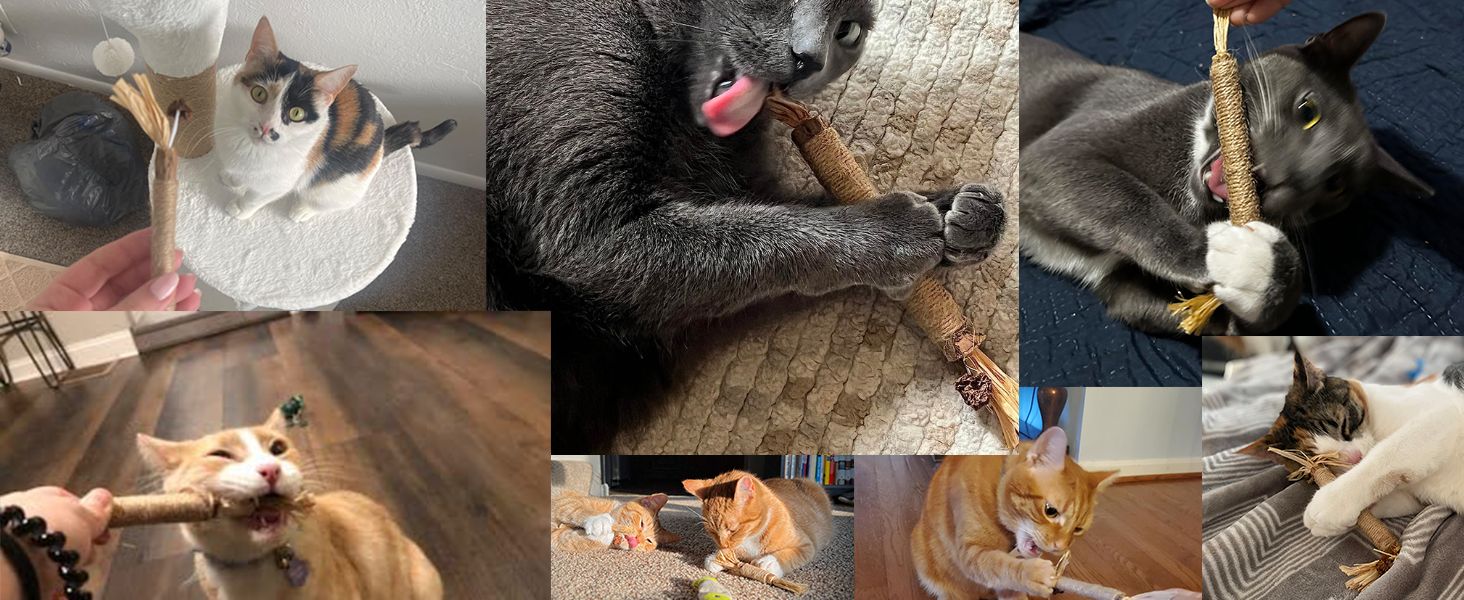silvervine sticks for cats