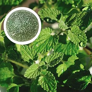 catnip treats for cats