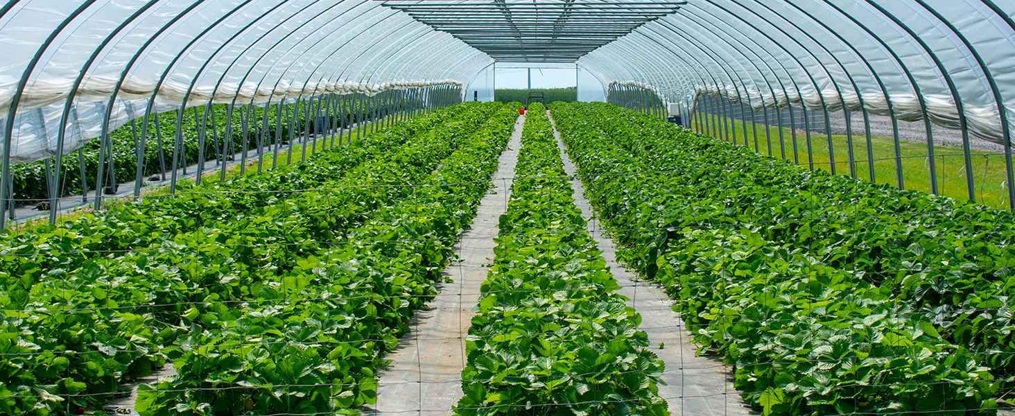 Green Houses