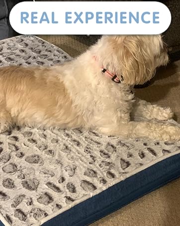 dog bed