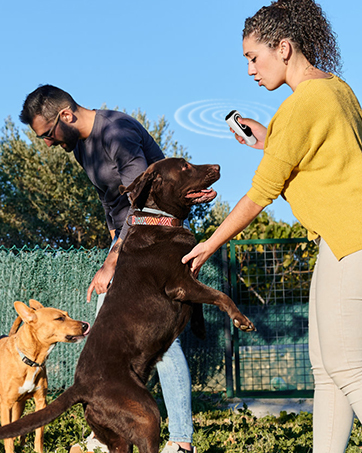 Dog Bark Deterrent Devices
