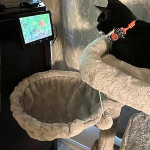 TV Monitor Screen for Cats