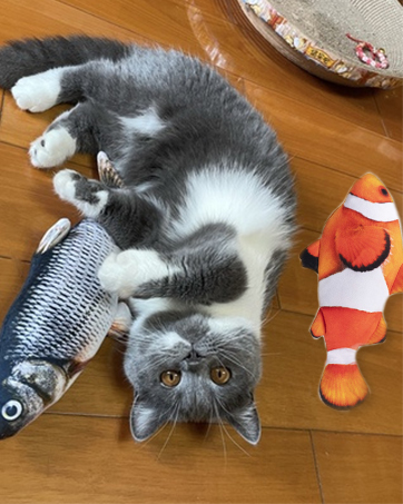catnip toys for indoor cats