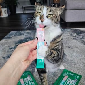 cat eating a kitty up