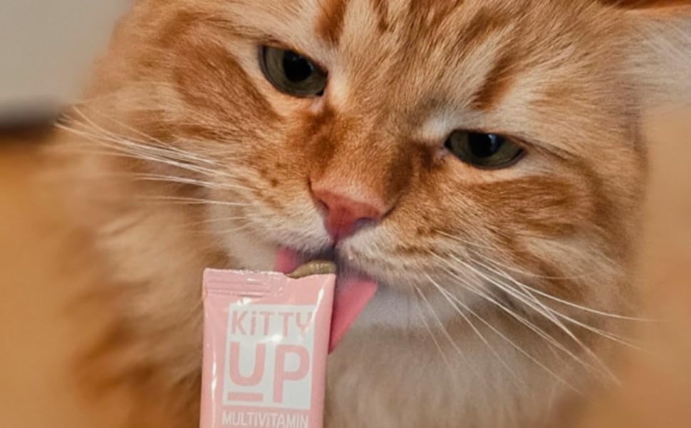 ginger cat with tuna puree