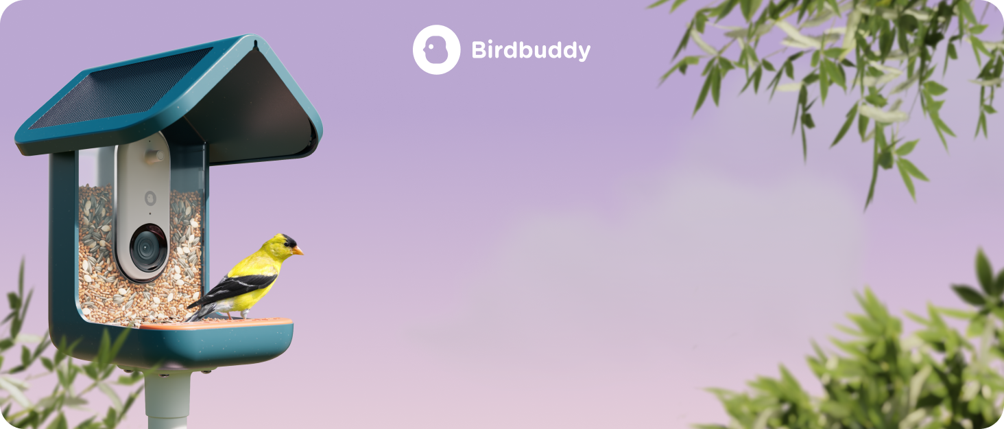 smart bird feeder