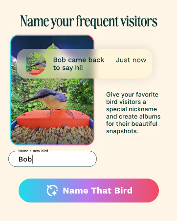wifi bird feeder camera solar