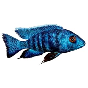 Cichlid