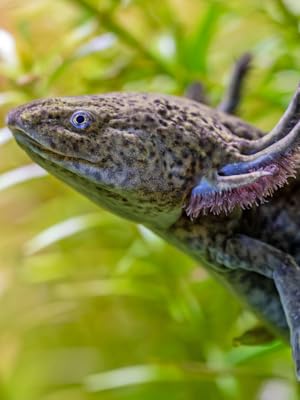 Axolotl