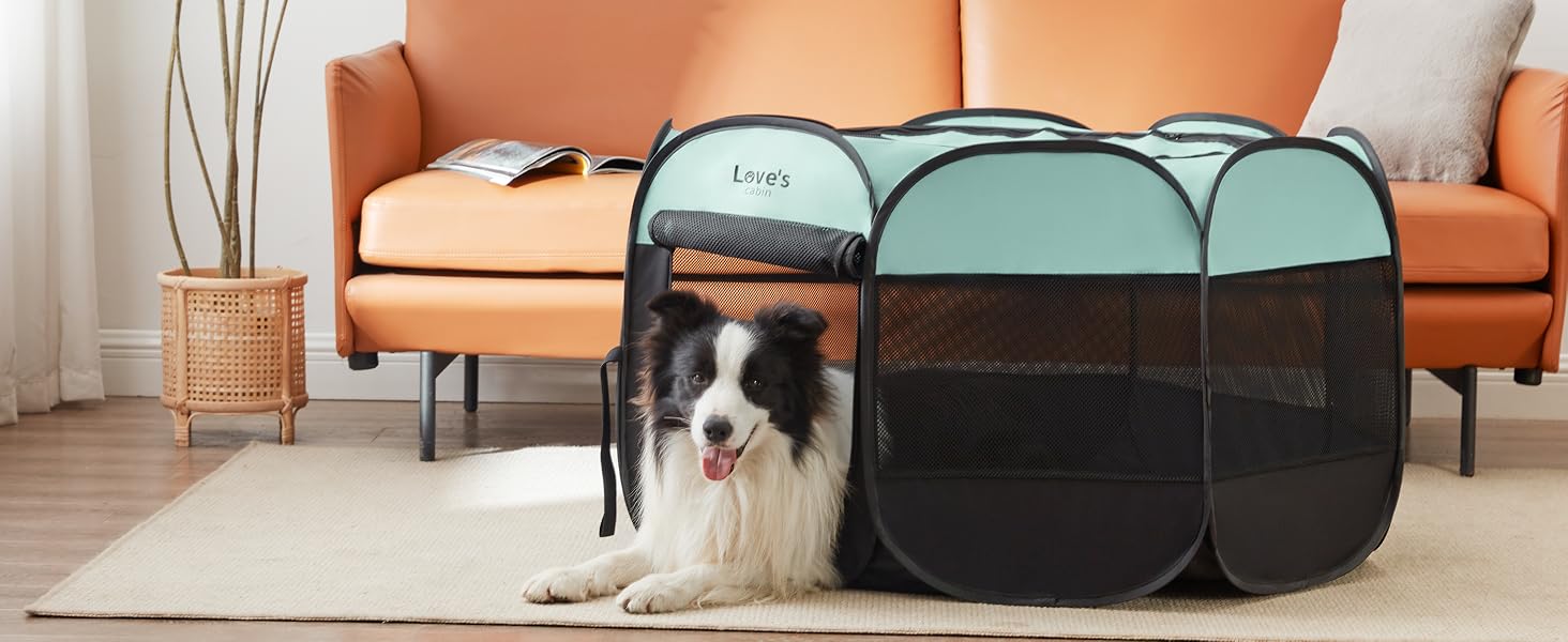 dog bed