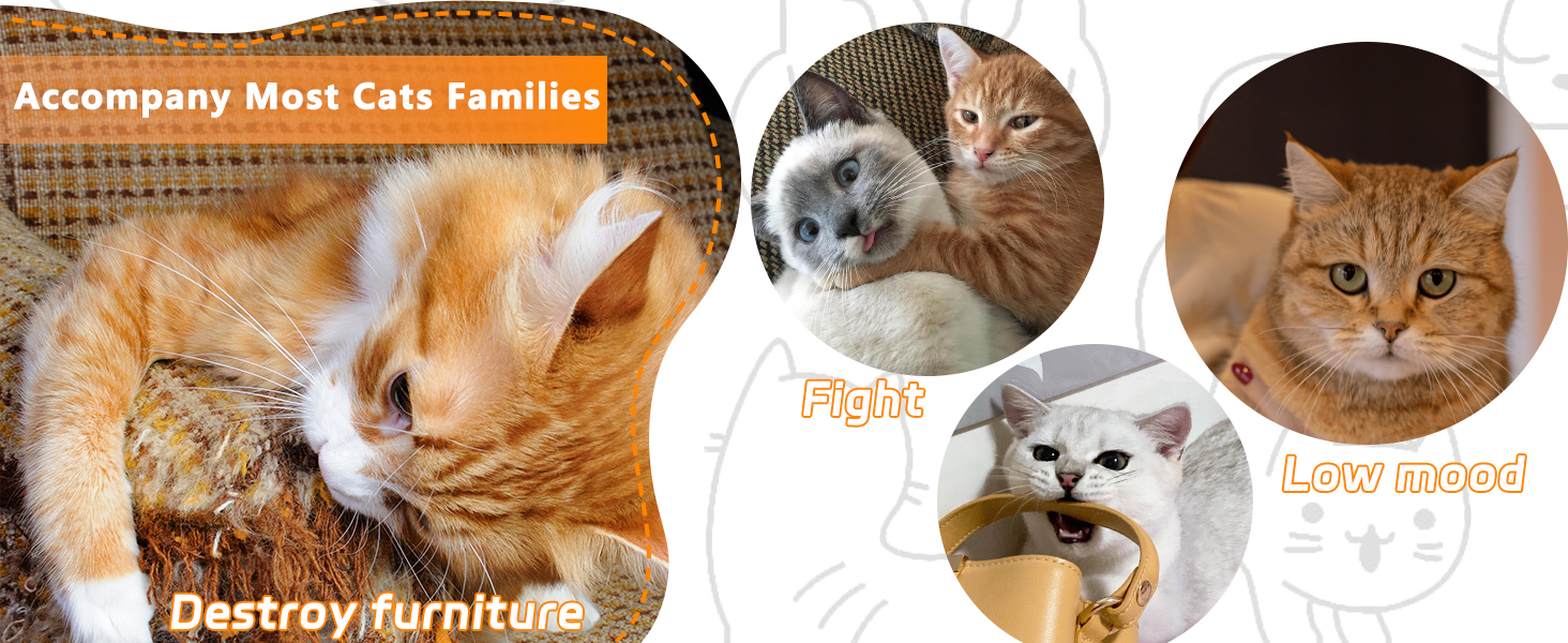Cat Toys