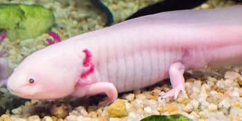 Axolotl